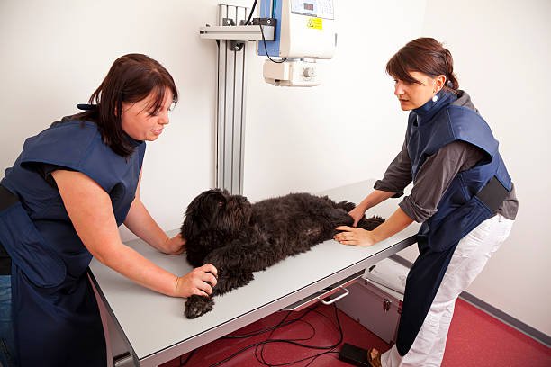 Clínica de Raio X Veterinário 1 Clínica de Raio X Veterinário 1