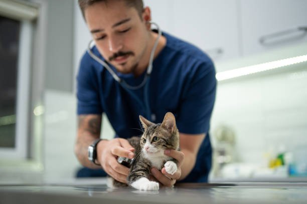 Clínica Veterinária 24 horas Mais próximo 1 Clínica Veterinária 24 horas Mais próximo 1