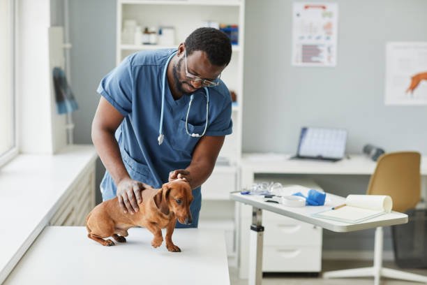 Clínica Veterinária 24 horas Mais próximo 2 Clínica Veterinária 24 horas Mais próximo 2