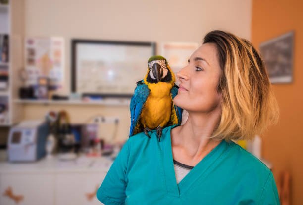 Clínica Veterinária 24 horas Mais próximo 3 Clínica Veterinária 24 horas Mais próximo 3