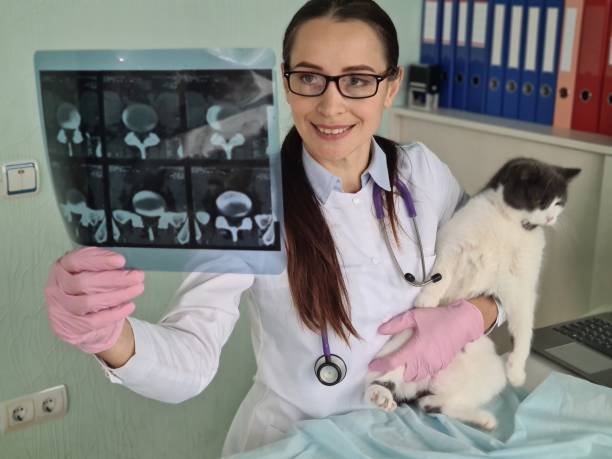 Raio X Veterinário 24 horas 1 Raio X Veterinário 24 horas 1