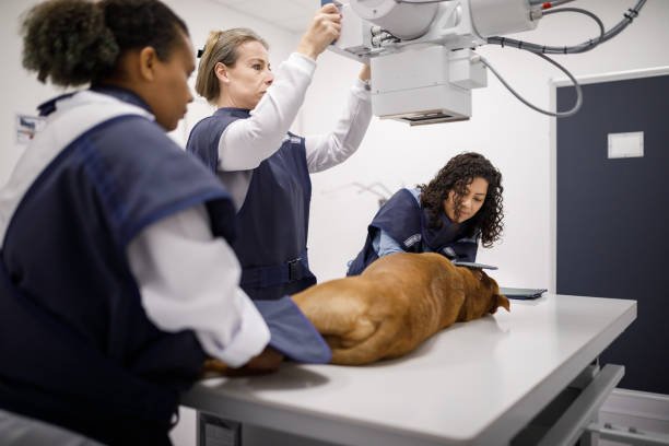 Raio X Veterinário valor 2