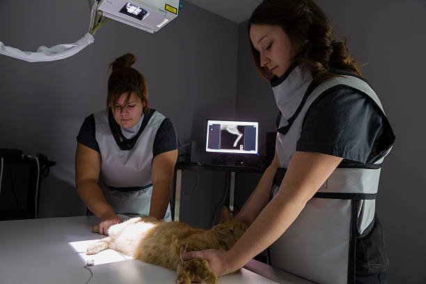 Raio X Veterinário valor 3
